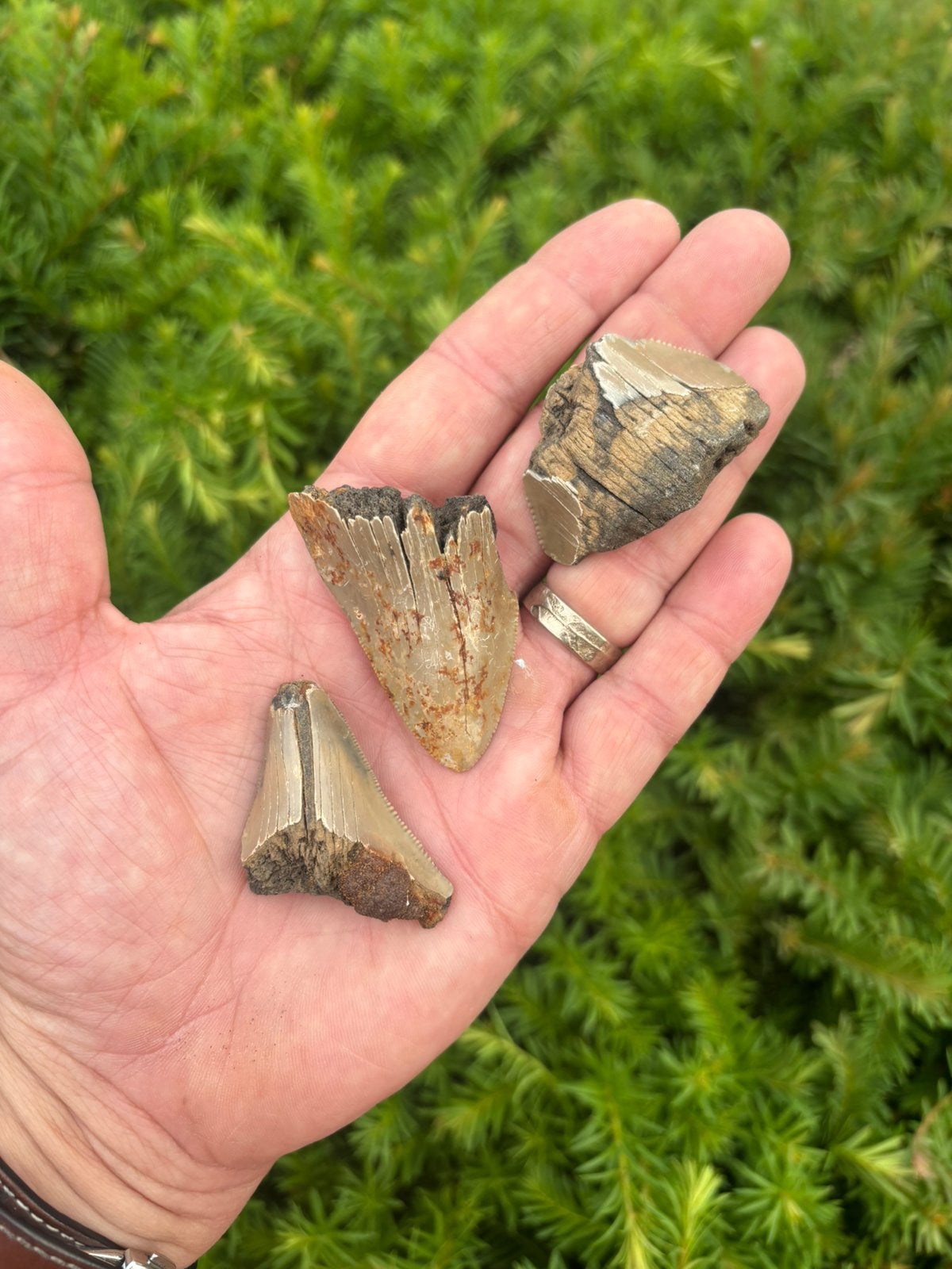 Otodus megalodon haaientanden uit Antwerpen (België), Verzamelen, Ophalen of Verzenden, Fossiel