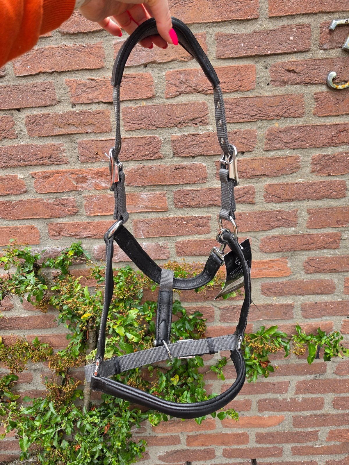 Lemieux capella luxe halster full, Ophalen of Verzenden, Halster, Full, LeMieux