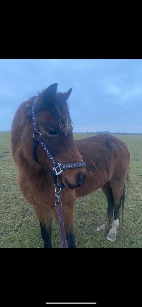 Lieve brave welsh pony, Dieren en Toebehoren, Pony's, Merrie