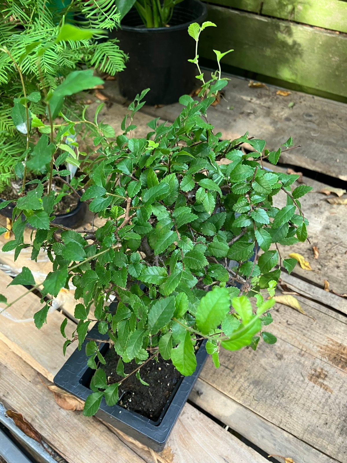 Bonsai Zelkova met waterval op netstroom, Ophalen of Verzenden, Halfschaduw, Minder dan 100 cm