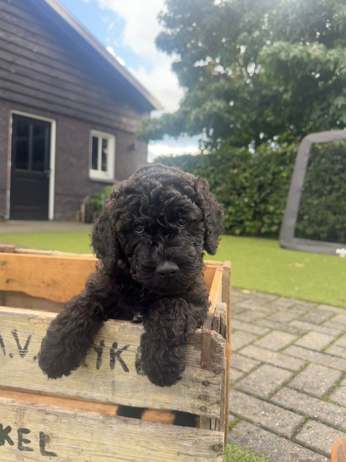 Lief medium bruin labradoodle reutje, direct beschikbaar, Dieren en Toebehoren, 8 tot 15 weken, CDV (hondenziekte), Eén hond, Nederland