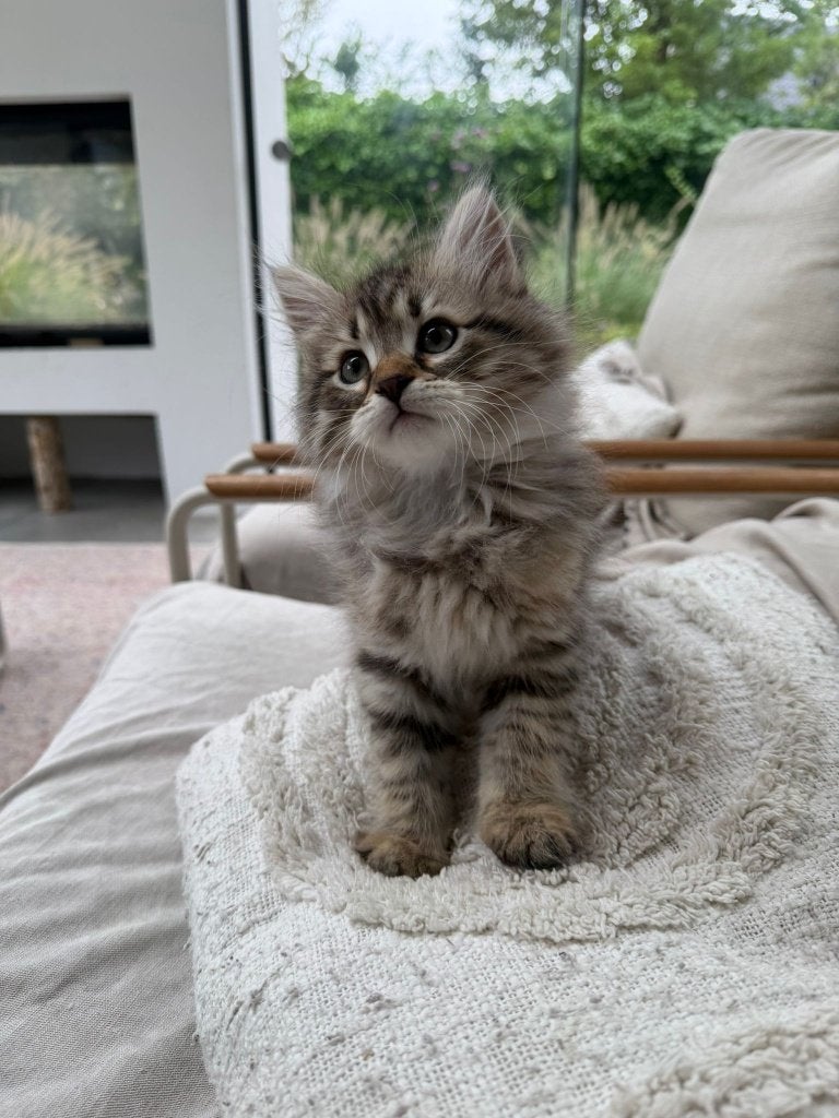 Nog beschikbaar: Prachtige 100 % Siberische kittens, Meerdere dieren, Met stamboom
