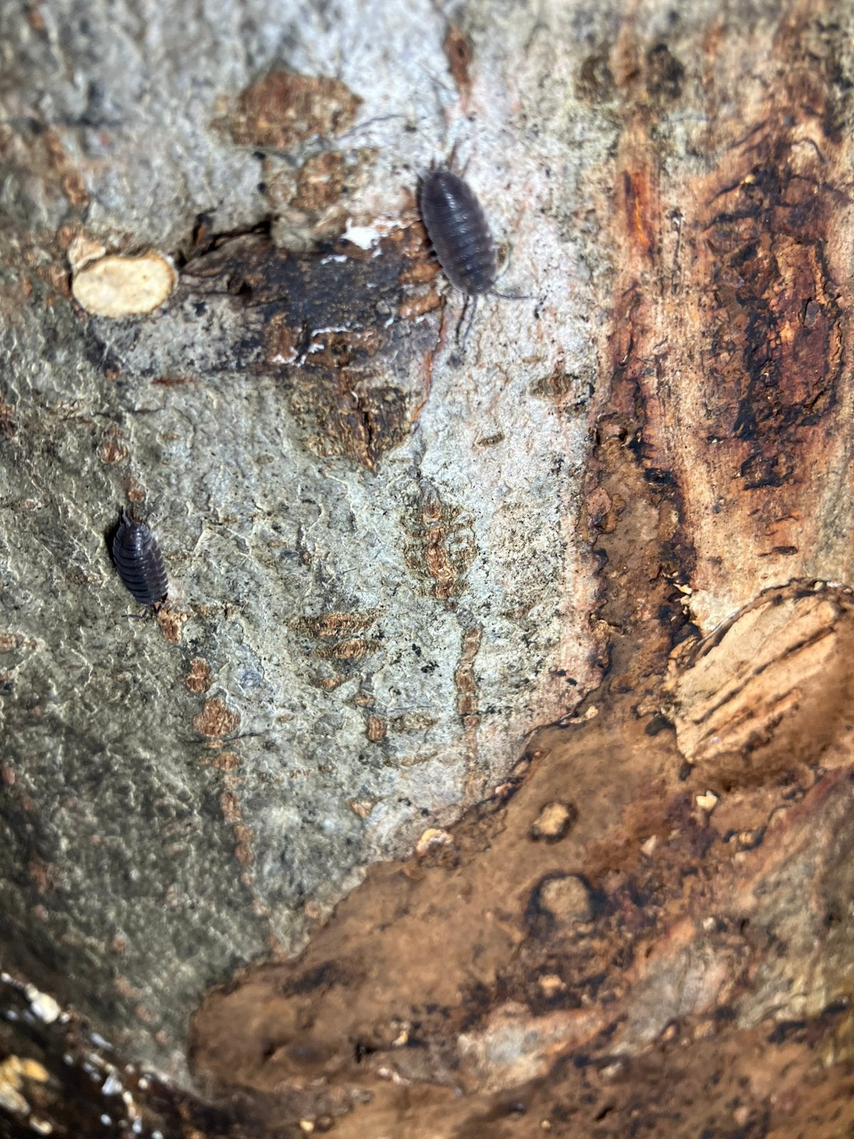 Porcellio scaber, Dieren en Toebehoren, Insecten en Spinnen, Overige soorten