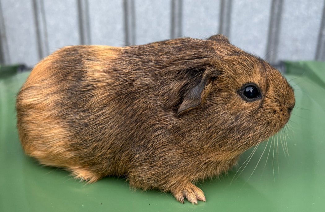 2 lieve vrouwlijke cavia’s, Dieren en Toebehoren, April, Vrouwelijk, Cavia