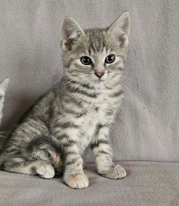 schattige kittens met Brits bloed, Dieren en Toebehoren, Meerdere dieren, Kortharig, 0 tot 2 jaar