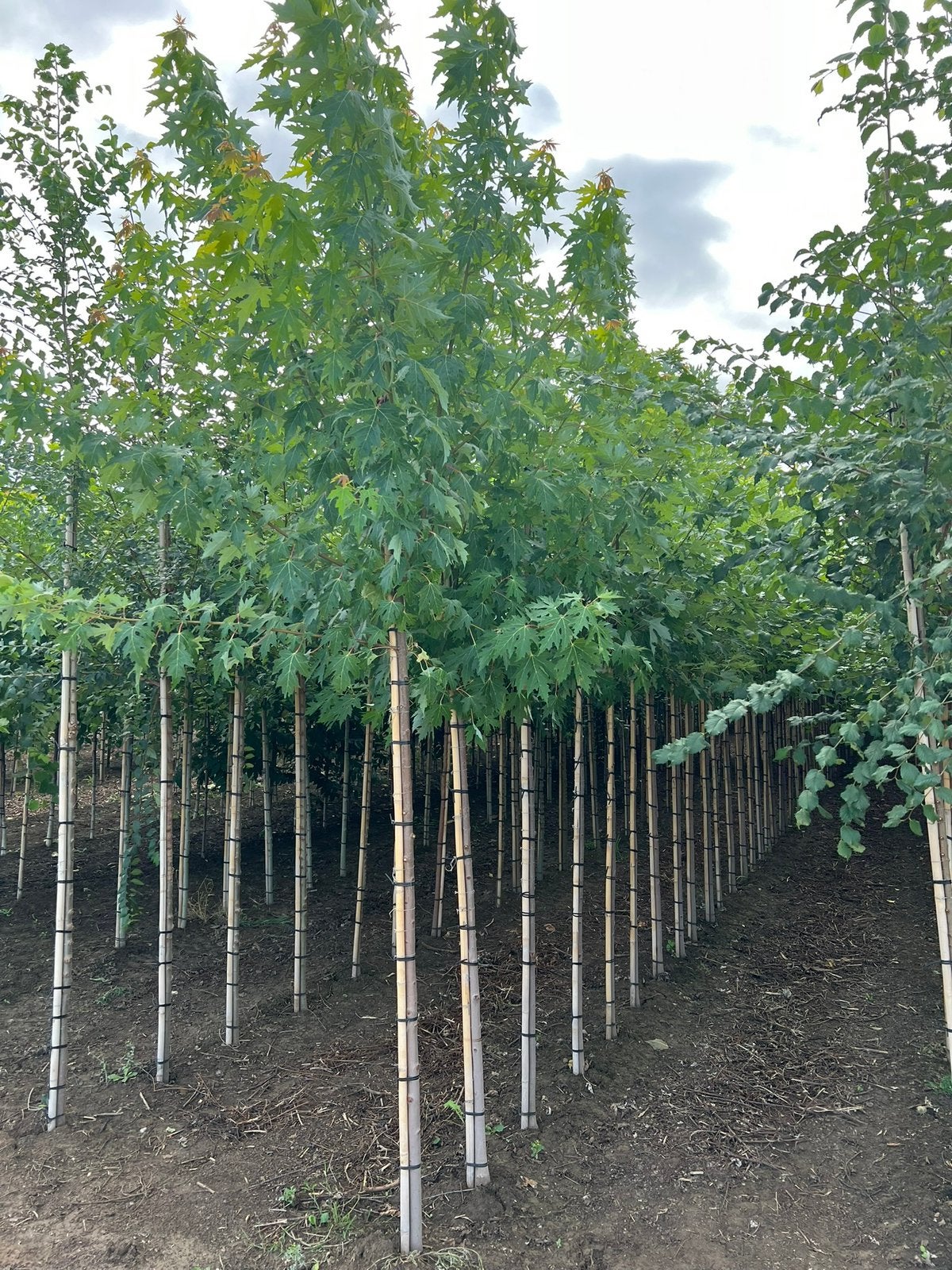 Acer saccharinum witte / suiker esdoorn 3 meter, Tuin en Terras, Ophalen, Overige soorten, 250 tot 400 cm