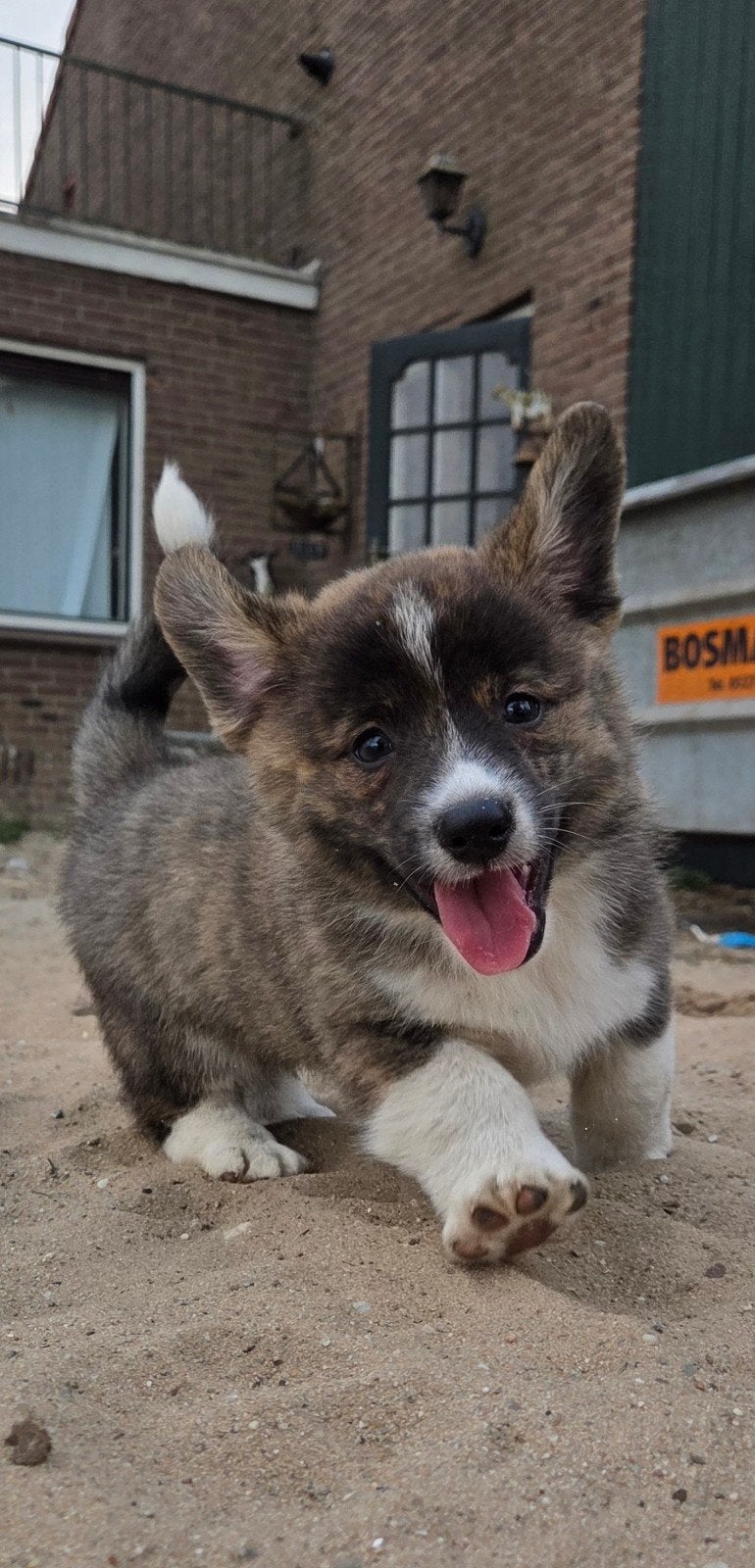 Hele blije en knappe corgi pups!, Overige rassen, 8 tot 15 weken, Meerdere, Meerdere dieren