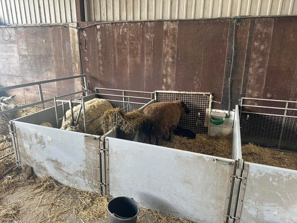 Aflammer hokjes schapen geiten hobby/profesioneel dieren, Vrouwelijk, Schaap