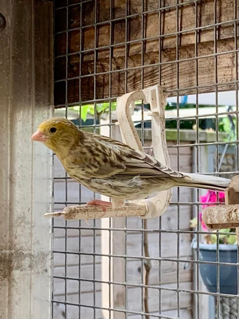 Kanarie te koop 15 stuks van 2026, Dieren en Toebehoren, Vogels | Kanaries, Meerdere dieren, Kleurkanarie