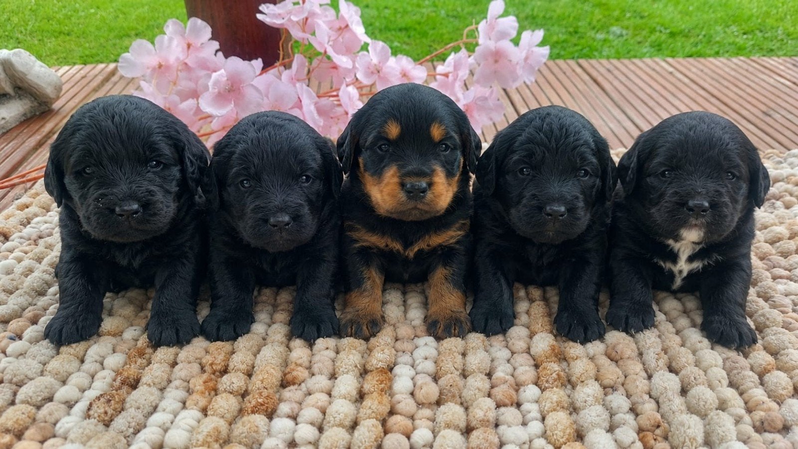Labradoodle puppie's Reutjes En Teefjes Beschikbaar., Dieren en Toebehoren, Honden | Chihuahua's en Gezelschapshonden, Parvo, 8 tot 15 weken