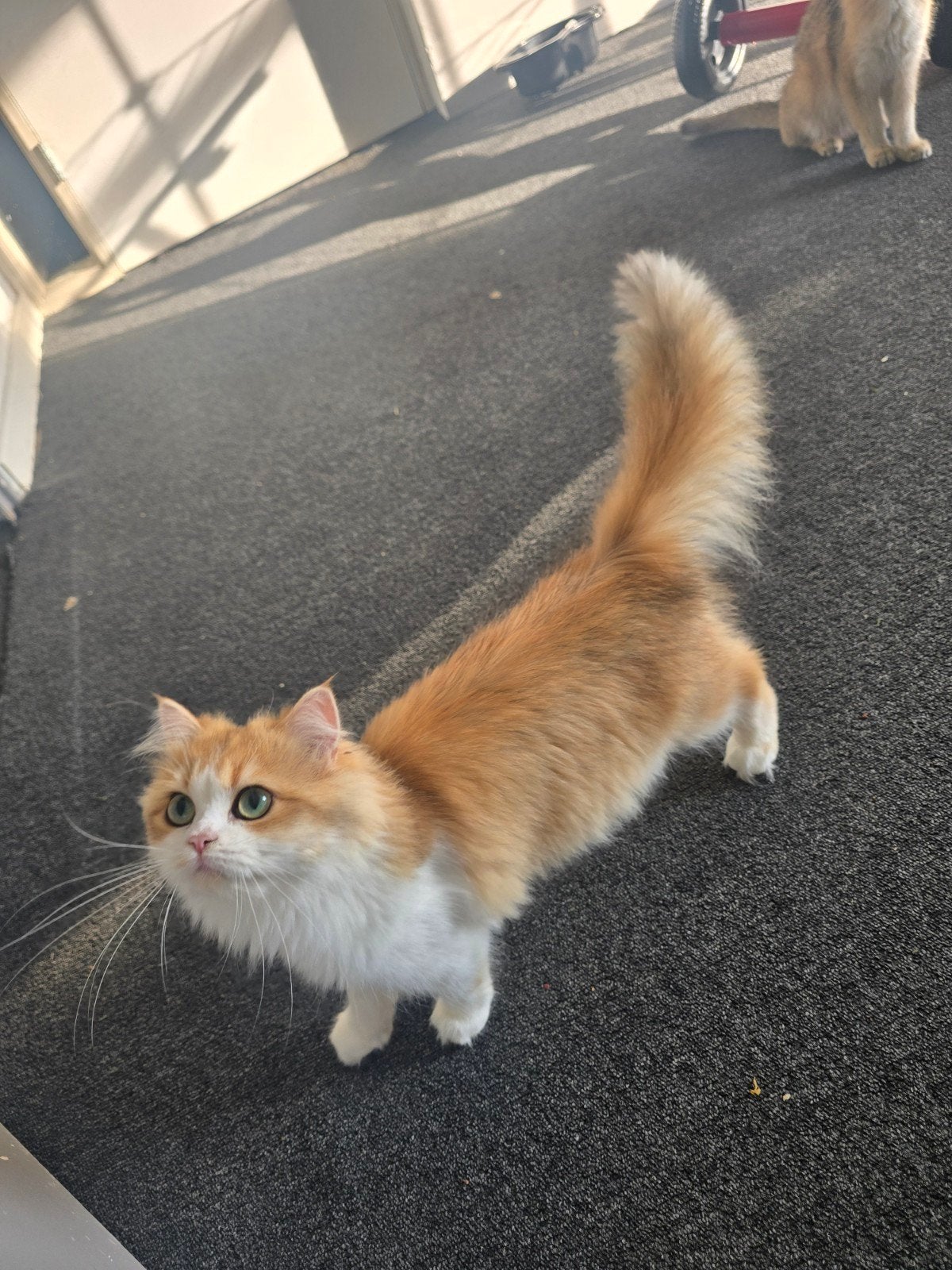 Britse langhaar golden shaded, Poes