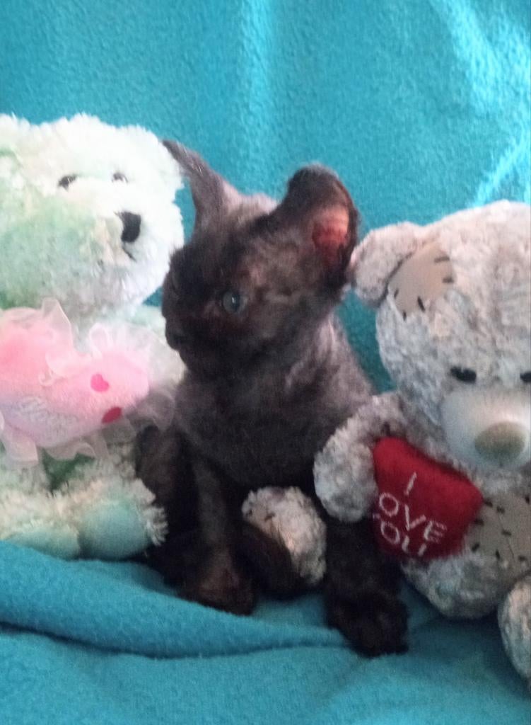 UNIEK: Sphynx 2.0 kitten. De nieuwe behaarde!! Sphynx, Dieren en Toebehoren, Kater, Ontwormd, 0 tot 2 jaar