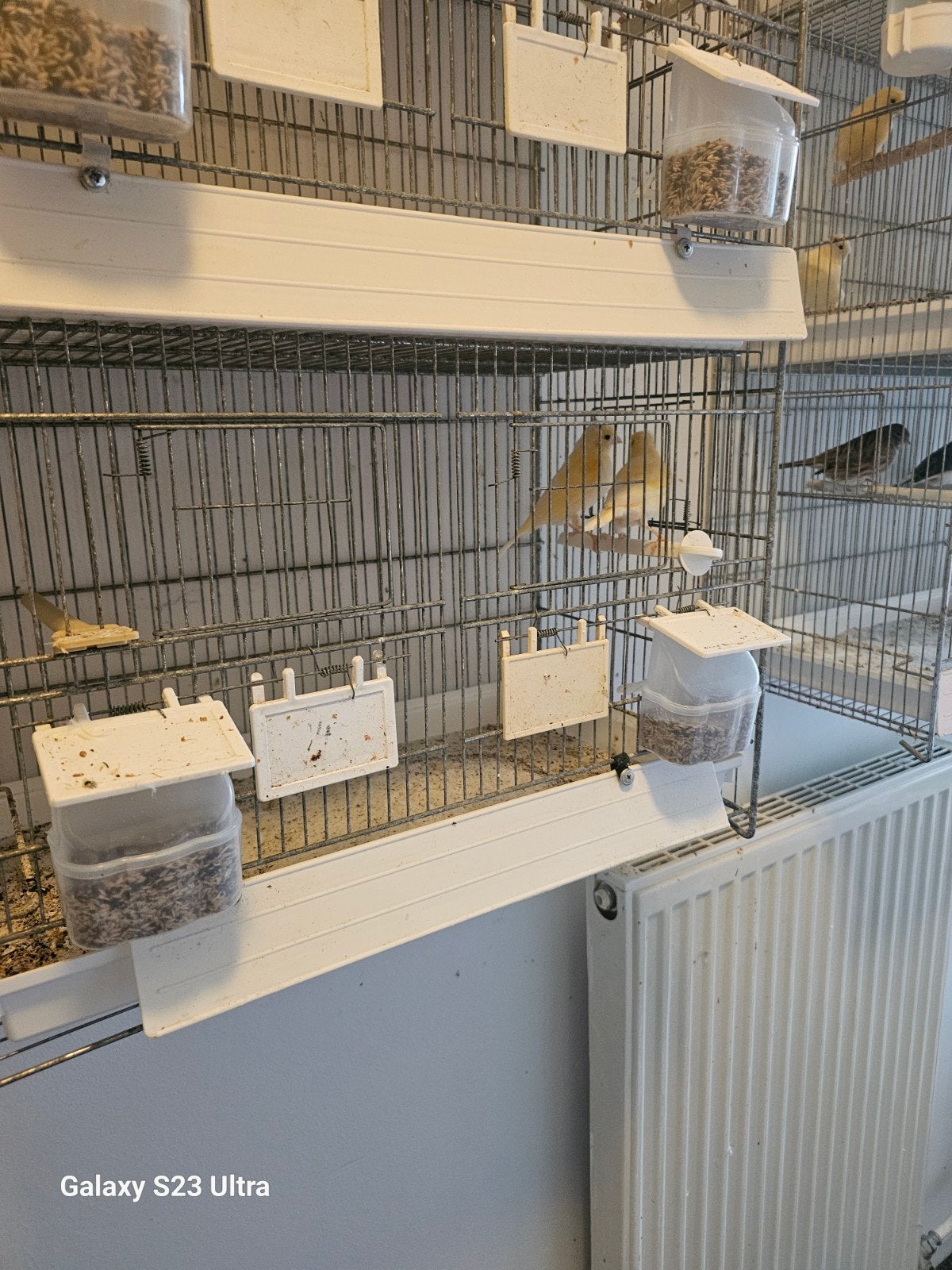 kanaries te koop, Dieren en Toebehoren, Meerdere dieren