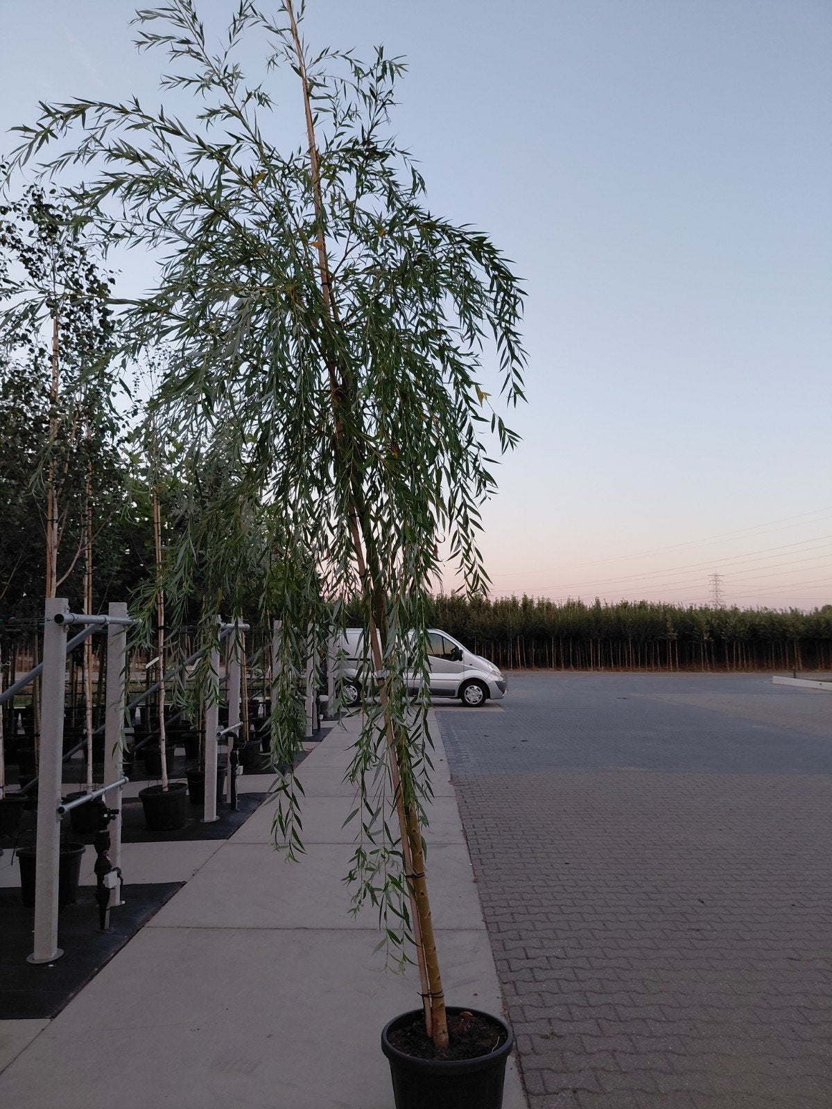 salix crisocoma (gele treutwilg), Bloeit niet, Treurboom, 250 tot 400 cm, Ophalen