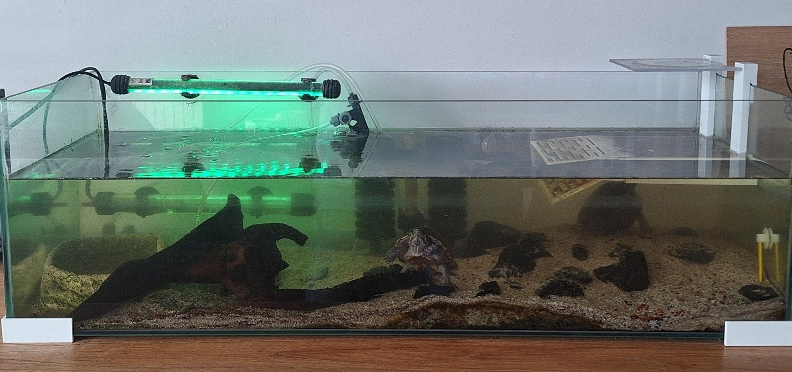 Muskusschildpadden 2x female incl. Tartarium, Ophalen, Gebruikt