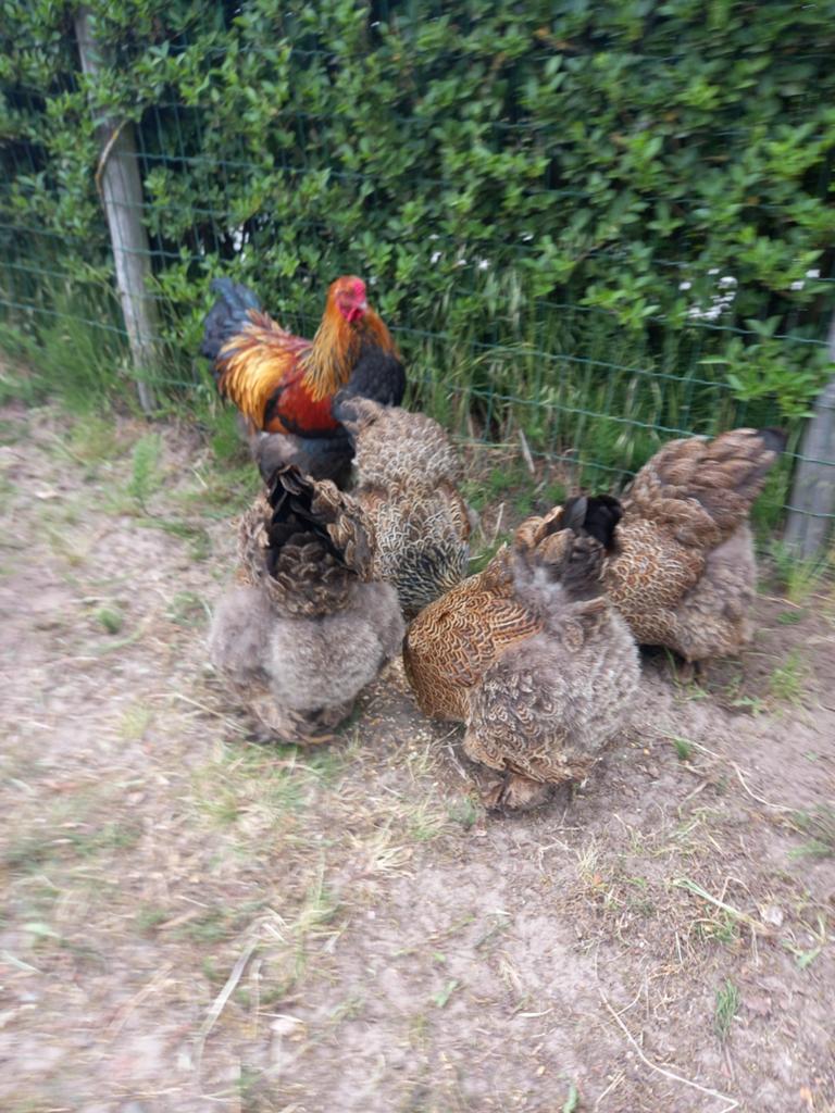 Broedeieren brahma goudpatrijs, Dieren en Toebehoren, Pluimvee, Geslacht onbekend, Kip