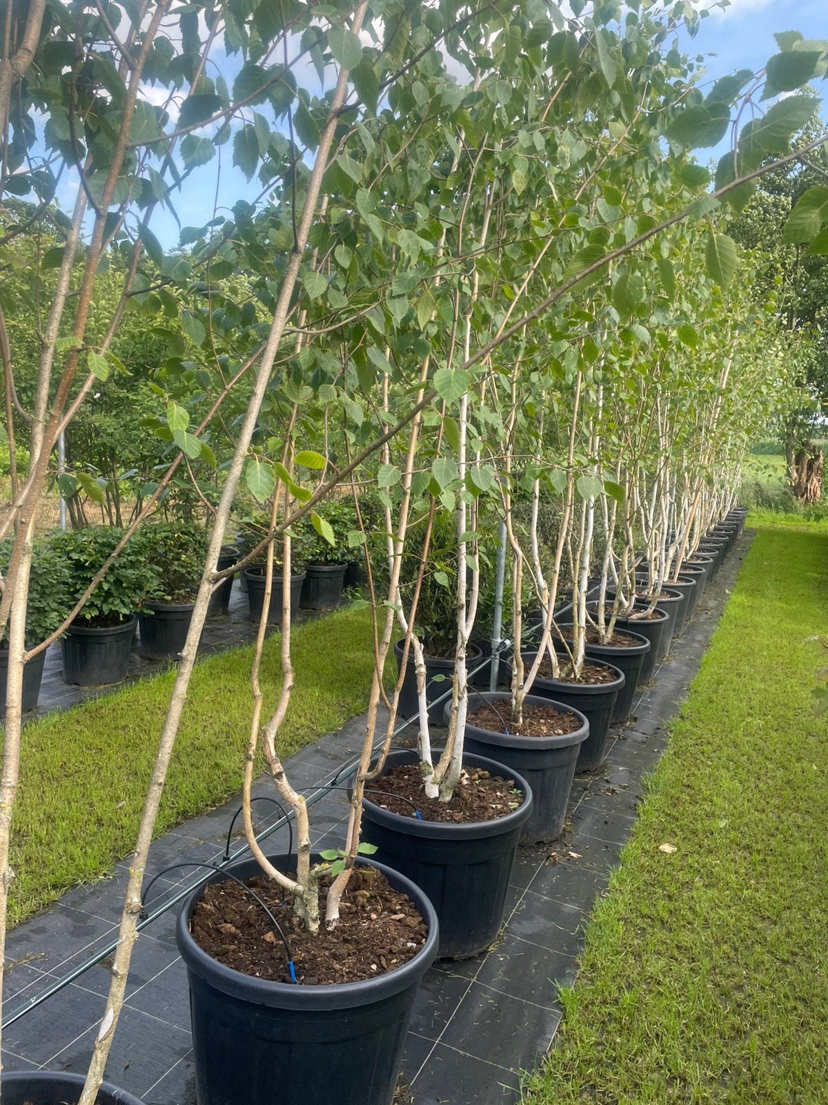 Berkenboom Betula meerstammig 400 cm in pot nu euro 160,-., Overige soorten, Lente, 250 tot 400 cm, Ophalen