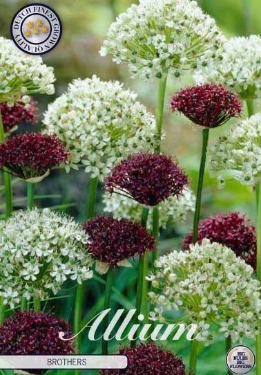 Allium 'Brothers', 'Atropurpureum' & 'Summer Drummer' bollen, Ophalen of Verzenden, Najaar, Volle zon, Bloembol
