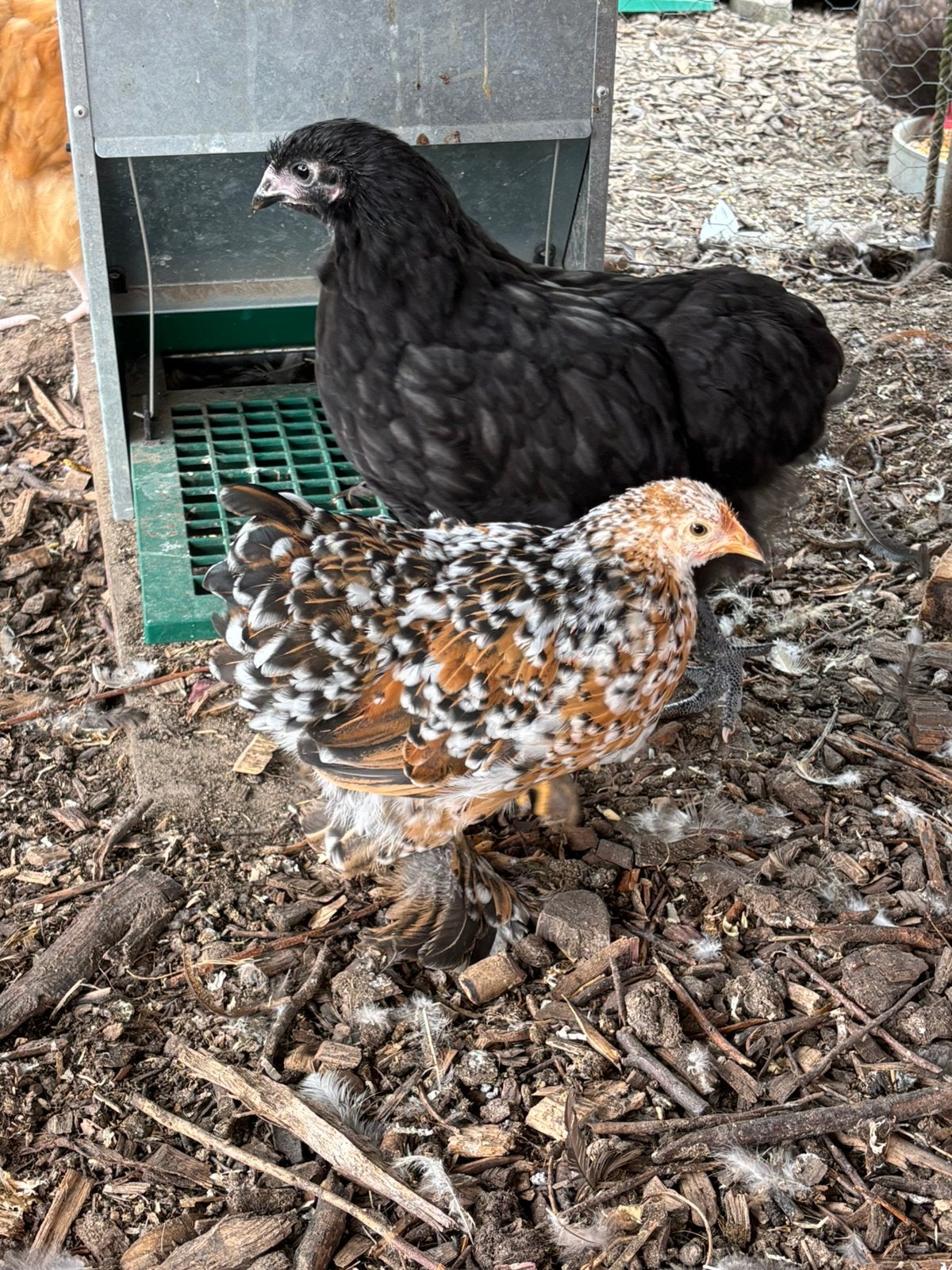 Cochins te koop, Meerdere dieren, Kip
