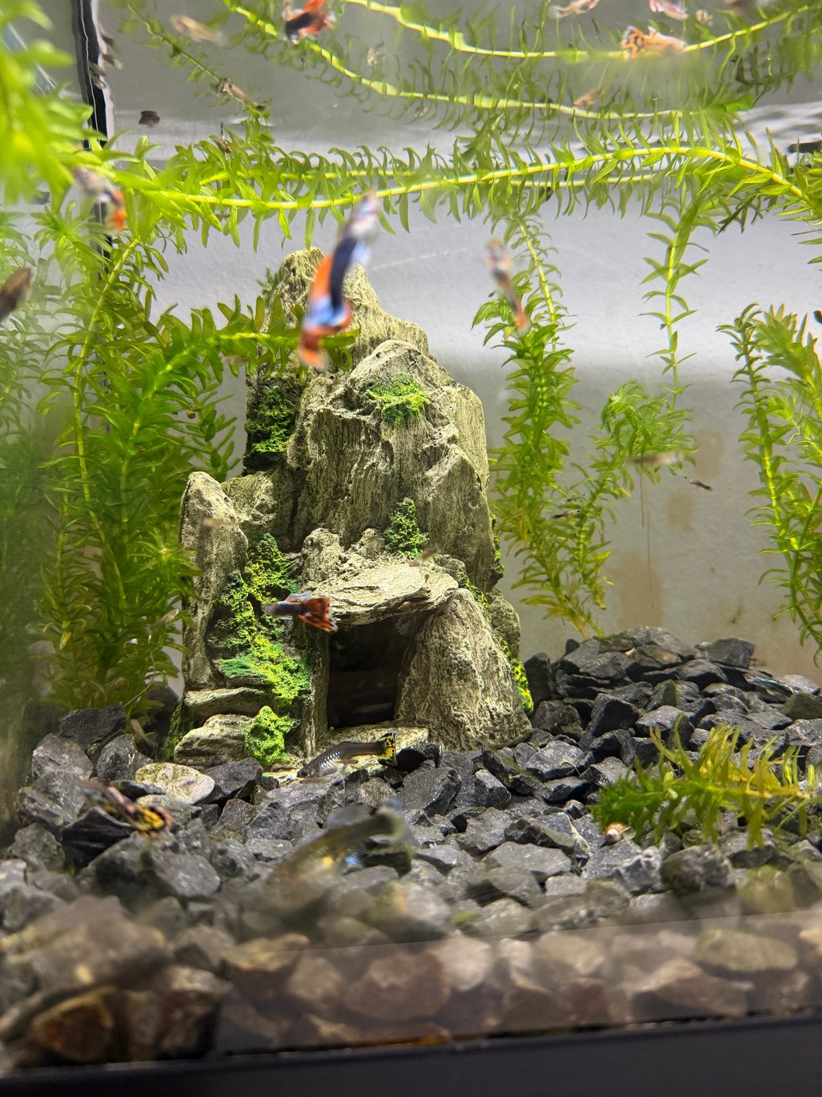 Guppy’s, Dieren en Toebehoren