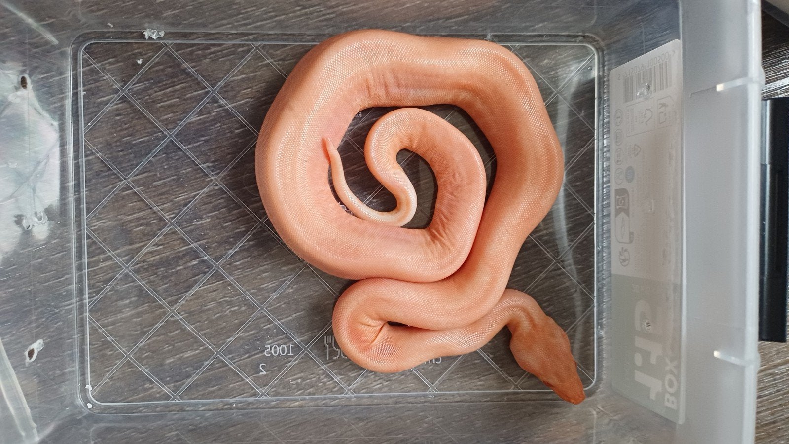 Albino / sunglow Leopard Boa's en meer Boa Constrictor - unknown for sale from Hanneke