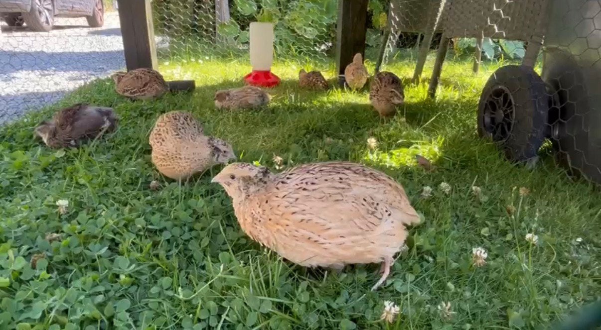 Kwartels alle 8 te koop, Dieren en Toebehoren, Meerdere dieren, Overige soorten