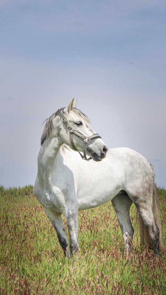pony, Dieren en Toebehoren, Pony's, Merrie, Dressuurpony, L, 7 tot 10 jaar