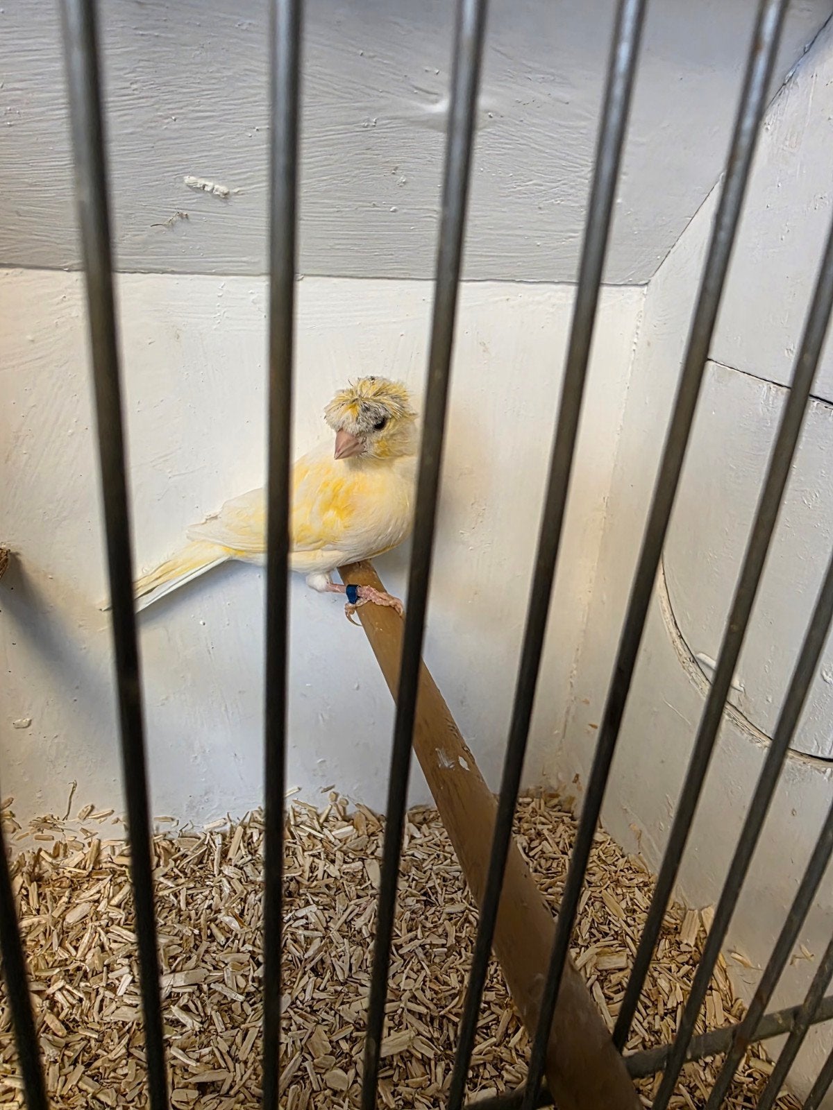 Jonge harlekijn met kuif