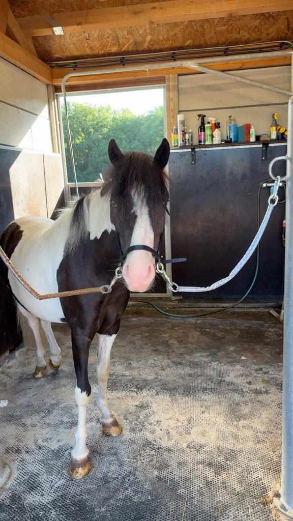 Leuke bonte B pony, Met stamboom, Ruin, Zadelmak, 3 tot 6 jaar