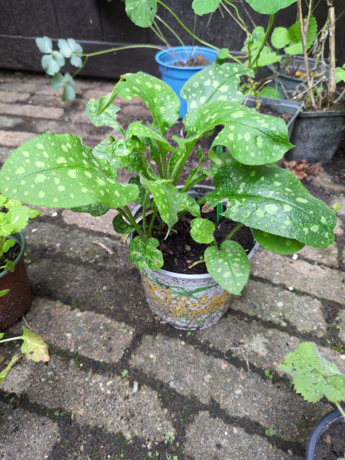 Longkruid, Tuin en Terras, Ophalen, Overige soorten, Volle zon