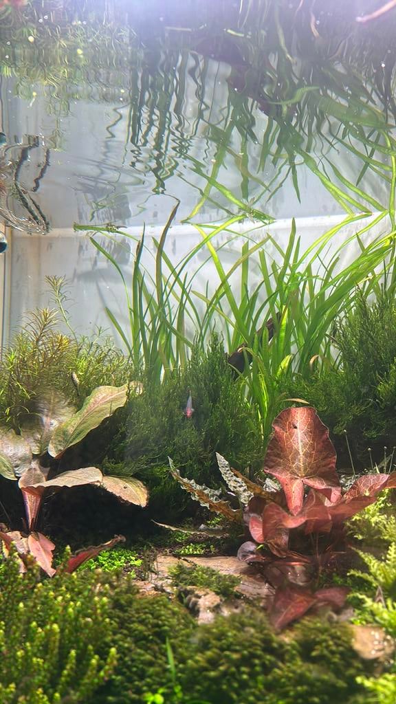 Flame mos, Dieren en Toebehoren, Ophalen, Zo goed als nieuw, Plant(en), Steen of Hout