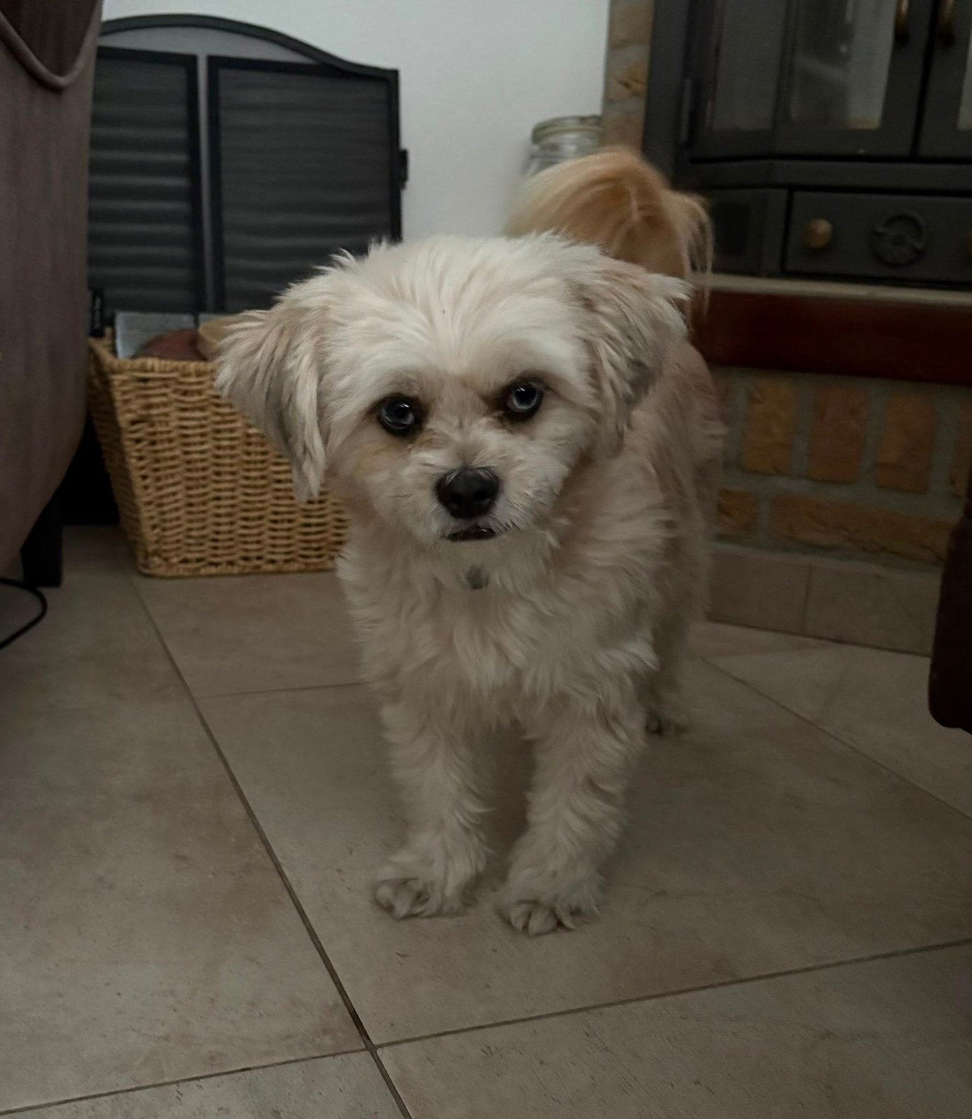 Boomer hondje, Dieren en Toebehoren, Honden | Chihuahua's en Gezelschapshonden, Overige rassen, Teef, Eén hond, 3 tot 5 jaar