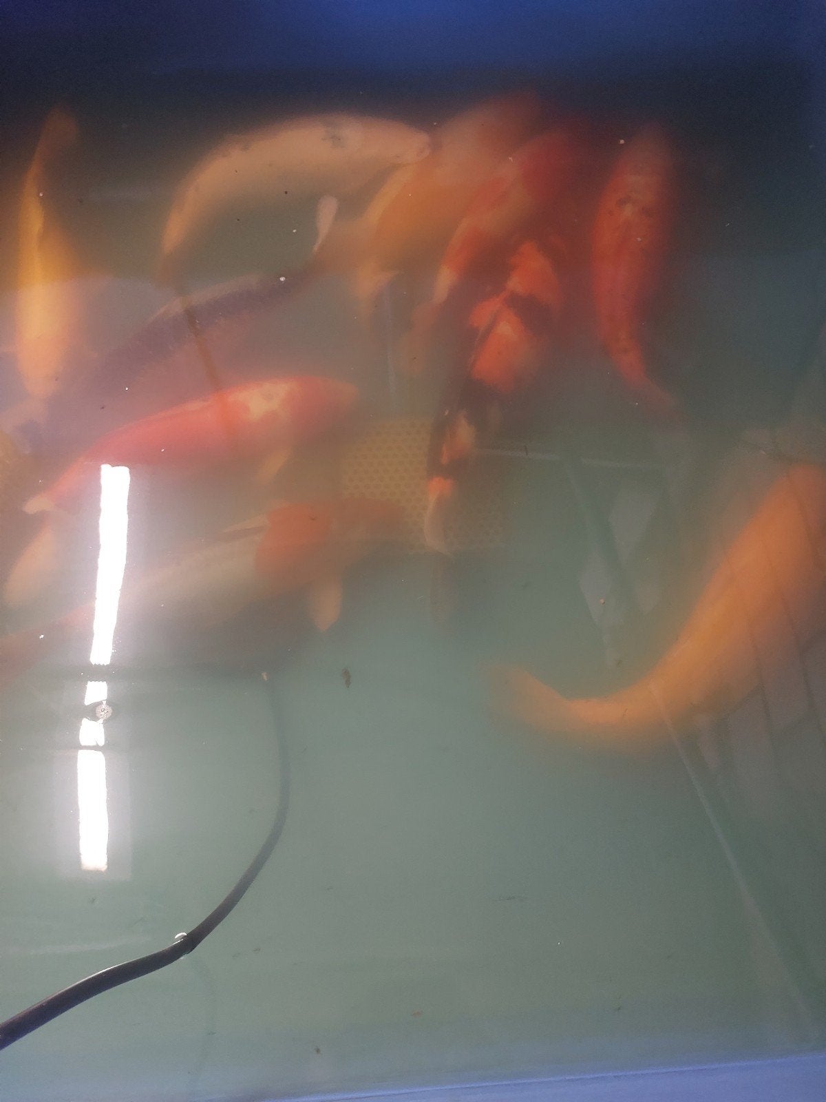 12 Japanse kois, Dieren en Toebehoren, Vissen | Vijvervissen, Karper of Koi