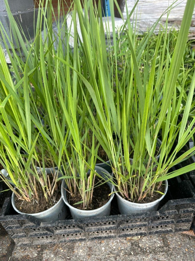 Frisse vaste planten en heesters (soorten zie advertentie), Ophalen, Vaste plant, Overige soorten, Volle zon