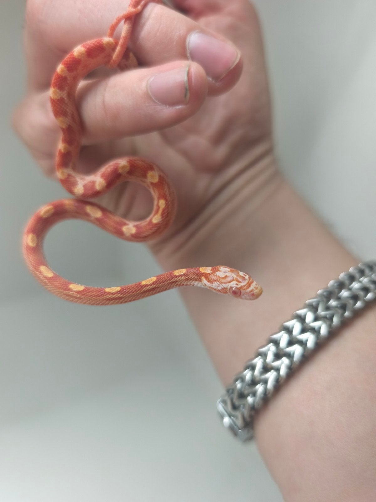 Jonge korenslangen te koop – diverse kleuren/patronen – eten Corn Snake photo 13