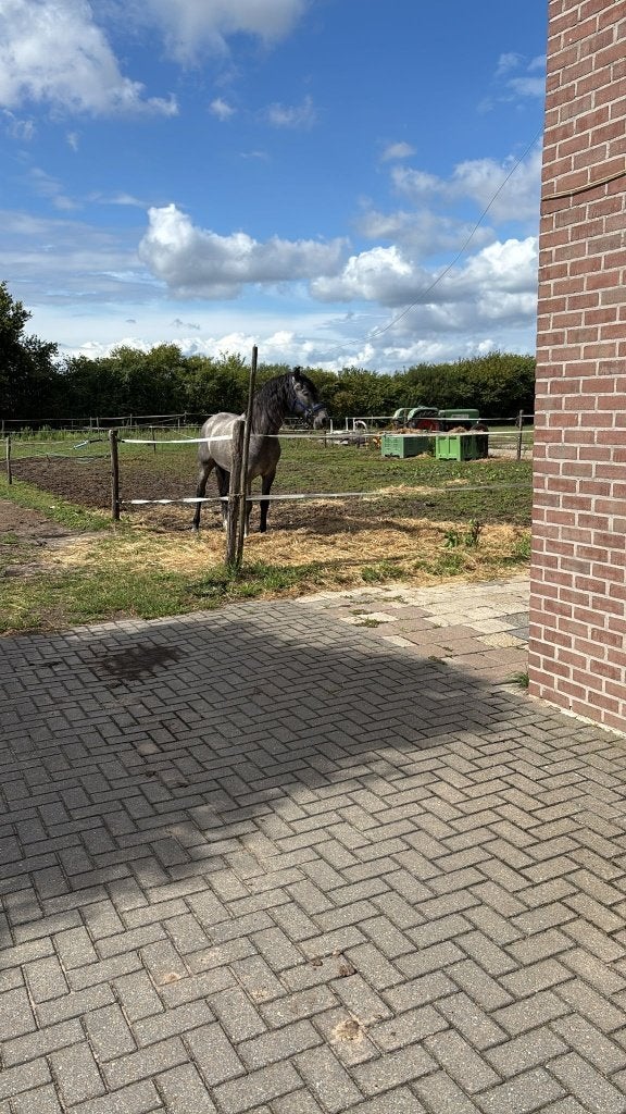 Stalling gezocht, Stalling, 1 paard of pony