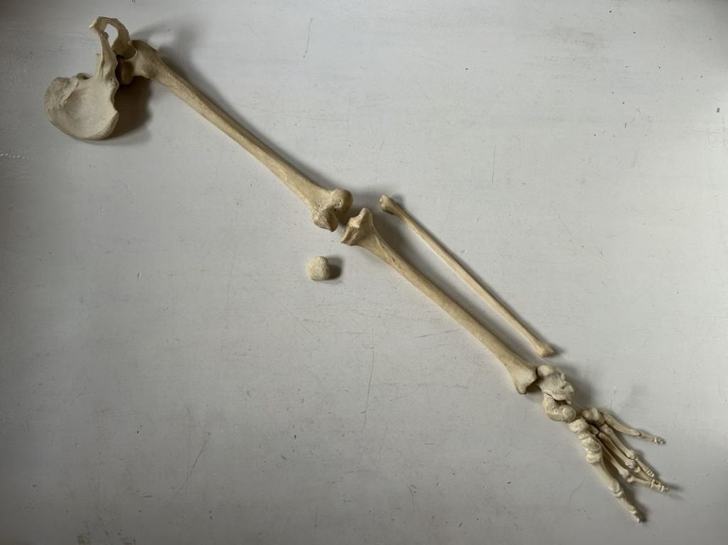 Anatomie - skelet menselijk been met voet - echt, Ophalen of Verzenden