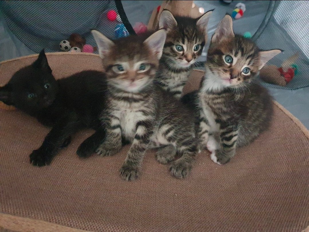 4 prachtige Maine Coon x Cyprus kittens te koop, Meerdere dieren, Ontwormd