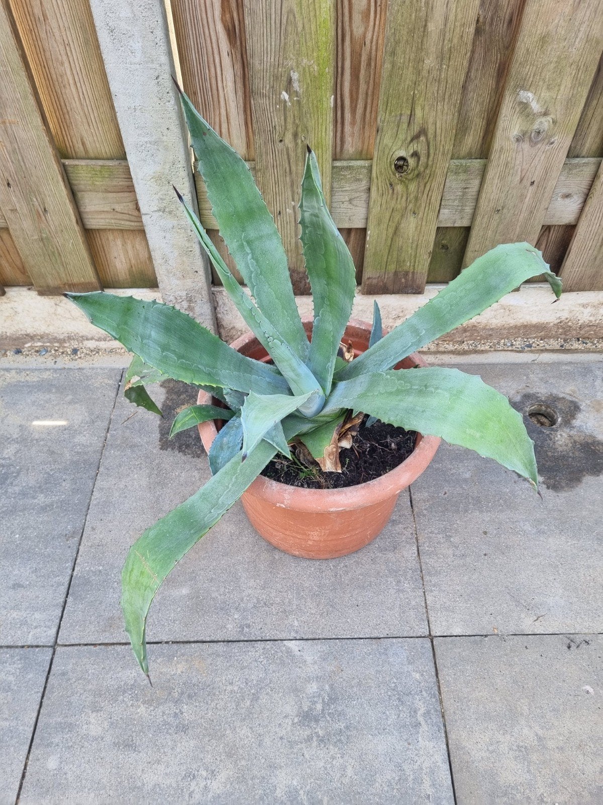 Grote Agave plant met meerdere uitlopers – 60 cm hoog, Volle zon, Vaste plant, Bloeit niet, Ophalen