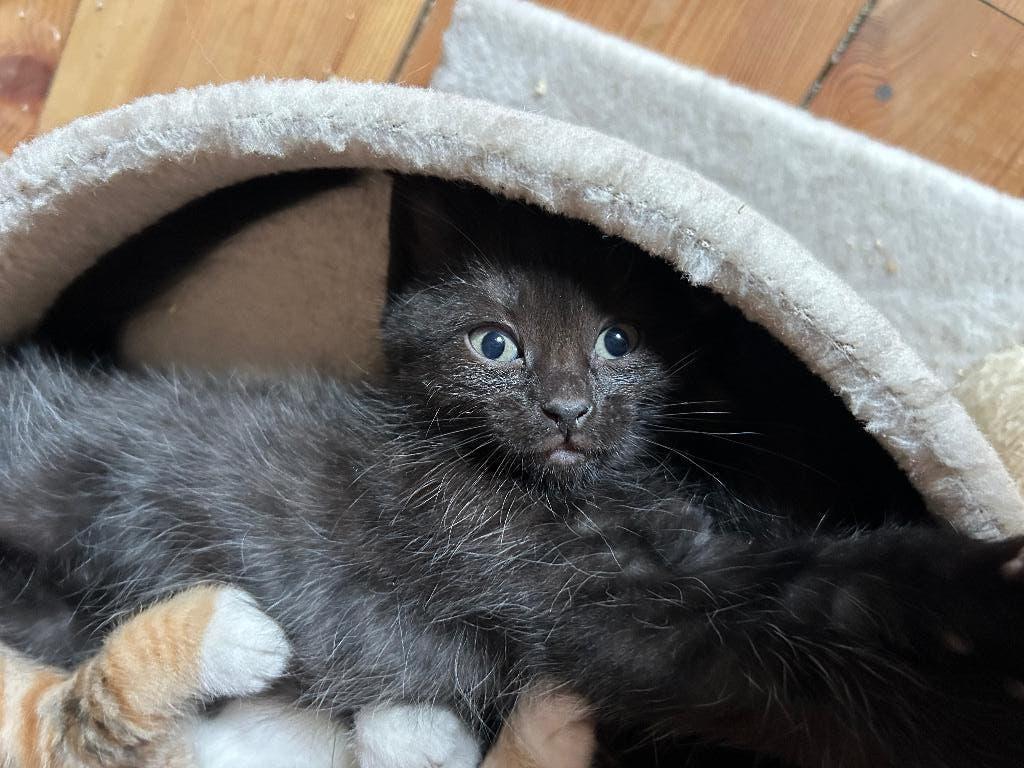Kittens (nog alleen een donkere kitten beschikbaar), Dieren en Toebehoren, Katten en Kittens | Overige Katten, Meerdere dieren