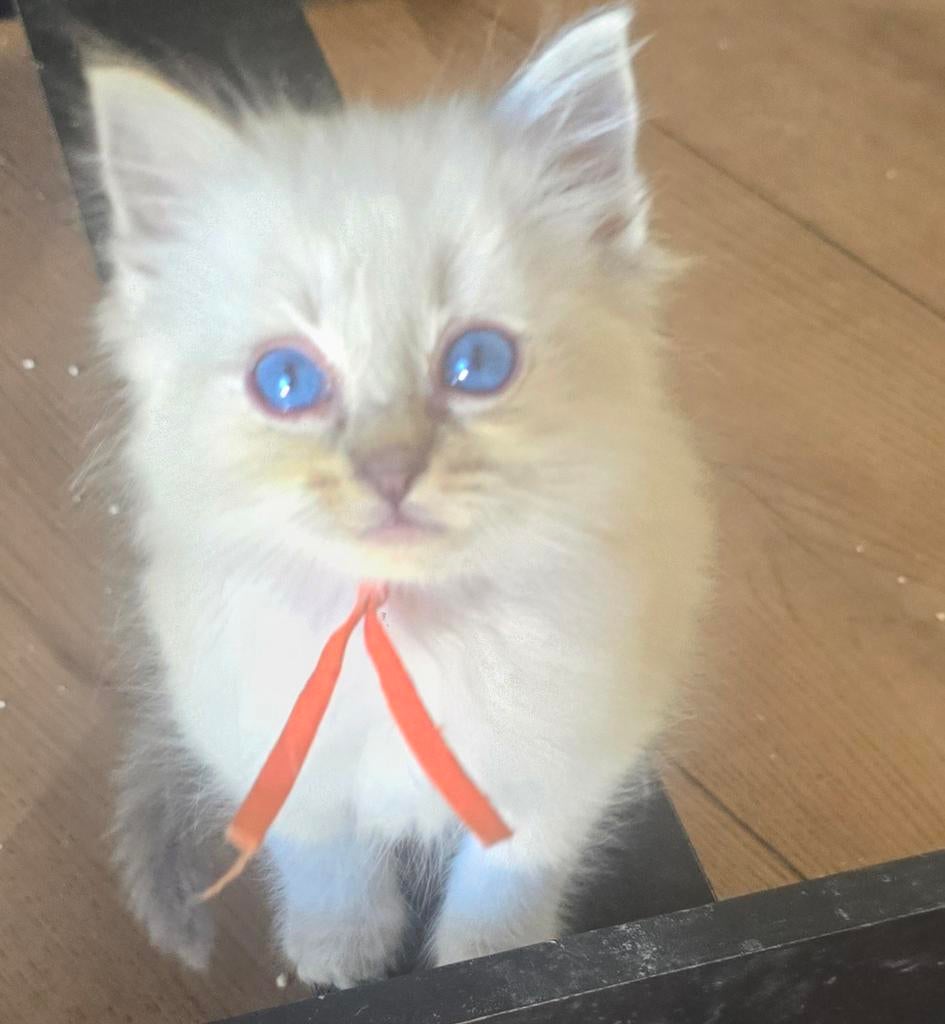 Ragdoll kitten stamboom, kampioen lijn getest, Dieren en Toebehoren, Kater, Met stamboom, 0 tot 2 jaar