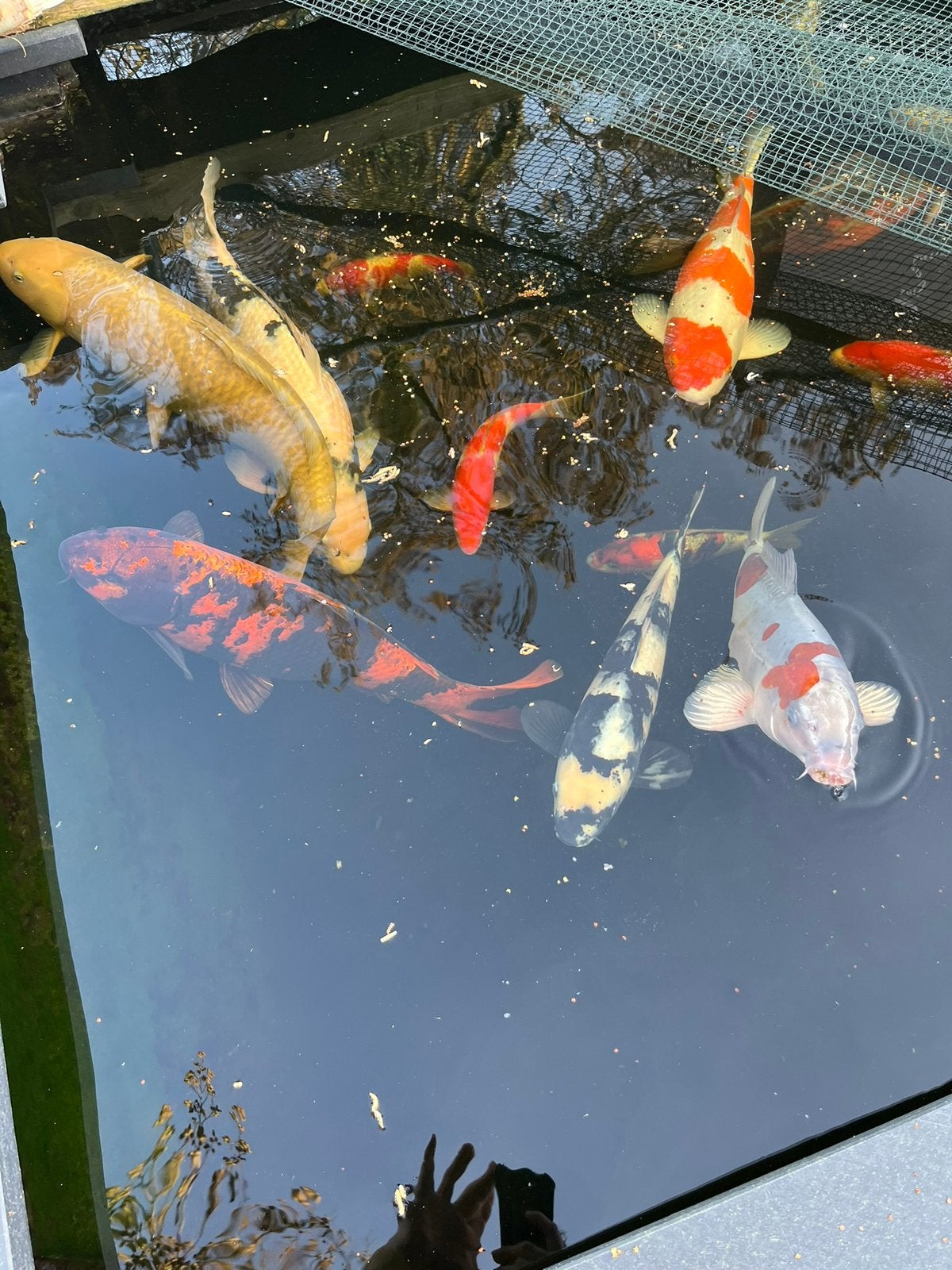 Doitsu ociba koi, Karper of Koi