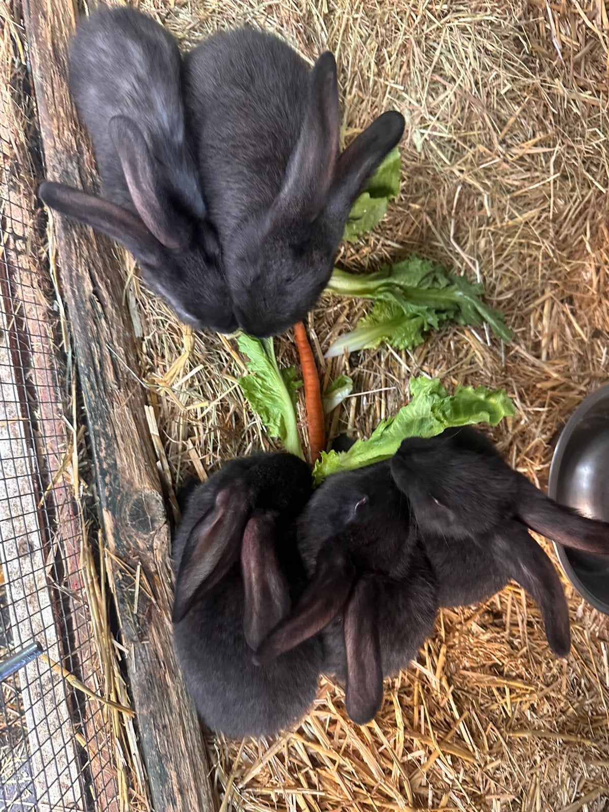 Vlaamse reusjes te koop, Juli, Meerdere dieren, Overige typen, Tam