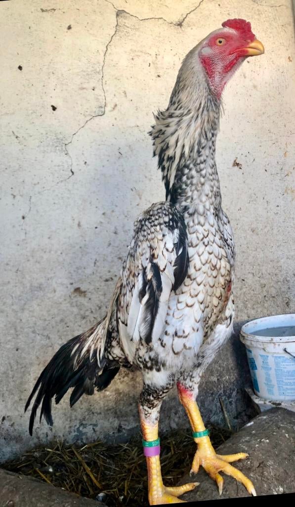 Shamo Jap, Dieren en Toebehoren, Pluimvee, Mannelijk, Kip