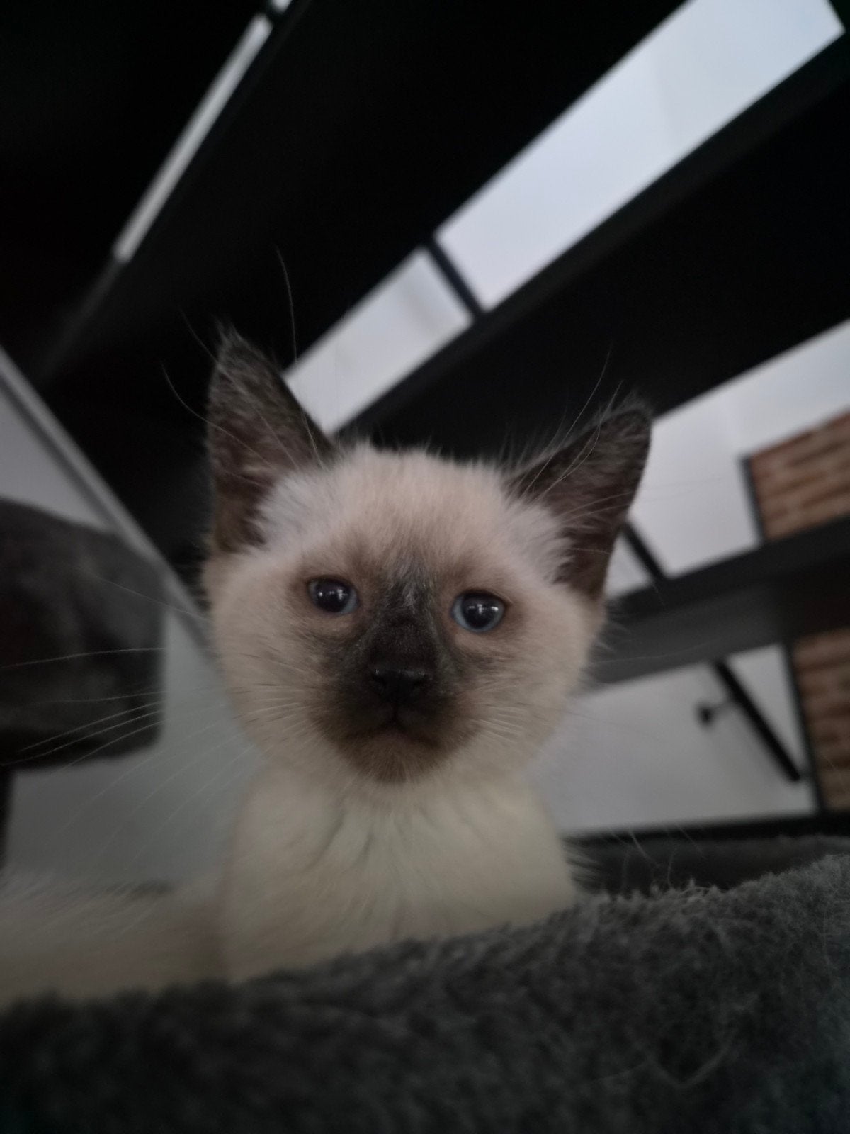 ♡ nog 3 ragdoll maine coon x  kittens  ♡, Meerdere dieren, Ontwormd, 0 tot 2 jaar