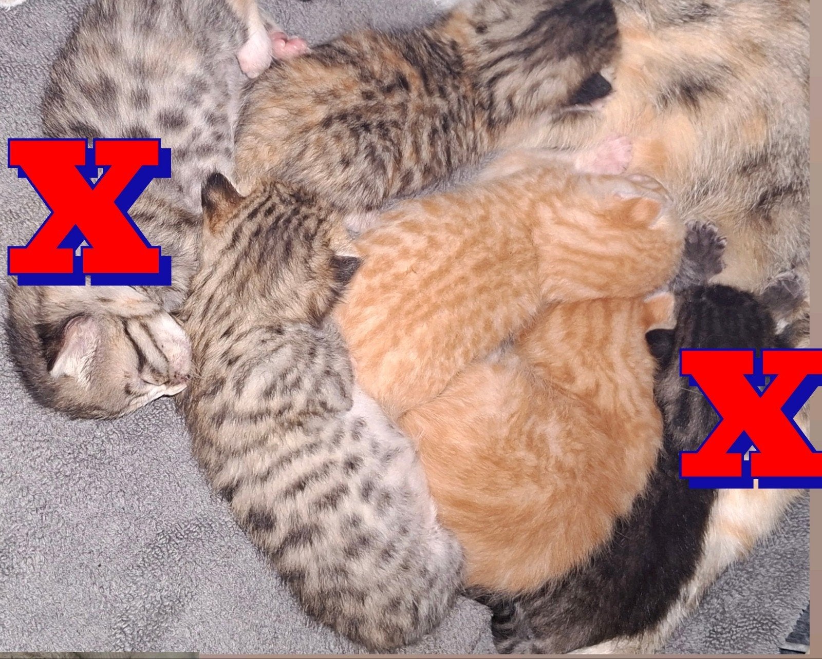 Bengaalse Kittens, Dieren en Toebehoren, Meerdere dieren, Kortharig, 0 tot 2 jaar