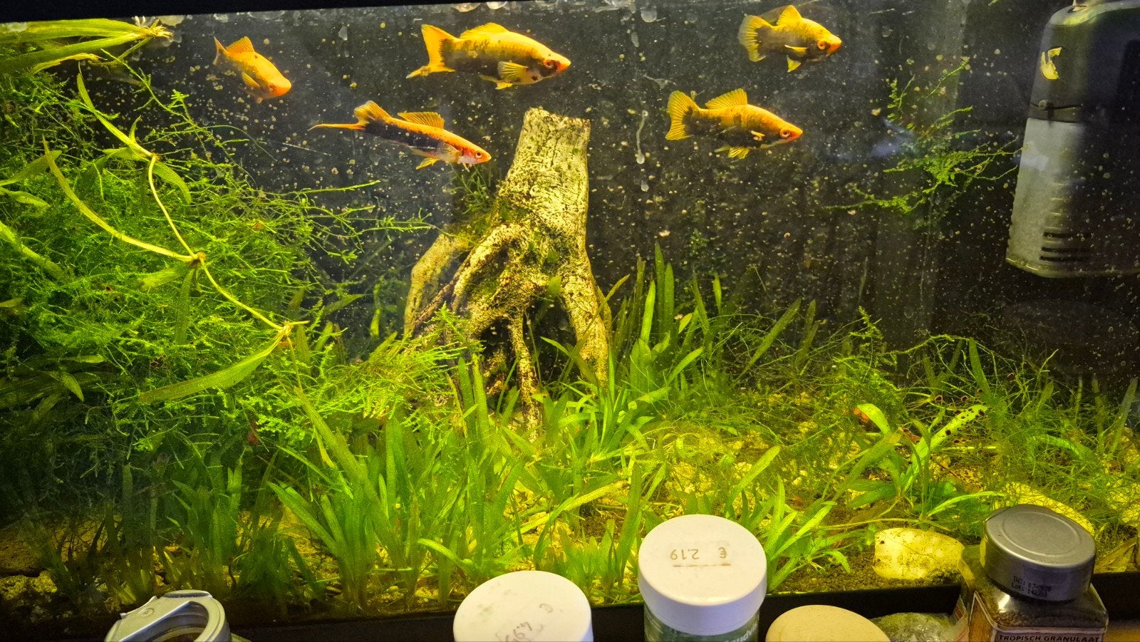 Vissen Garnaaltjes Slakjes Plecos, Dieren en Toebehoren, Vis