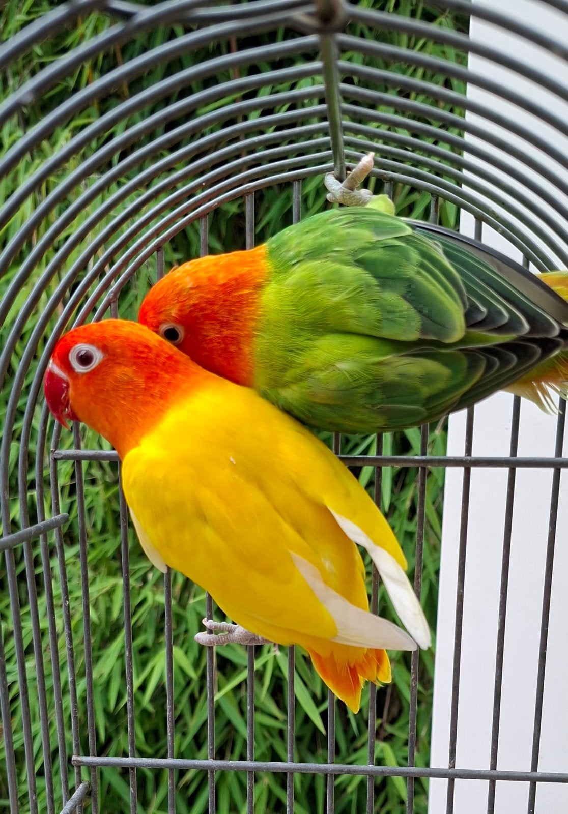 Lutino opaline koppel, Dieren en Toebehoren, Vogels | Parkieten en Papegaaien, Meerdere dieren, Dwergpapegaai of Agapornis