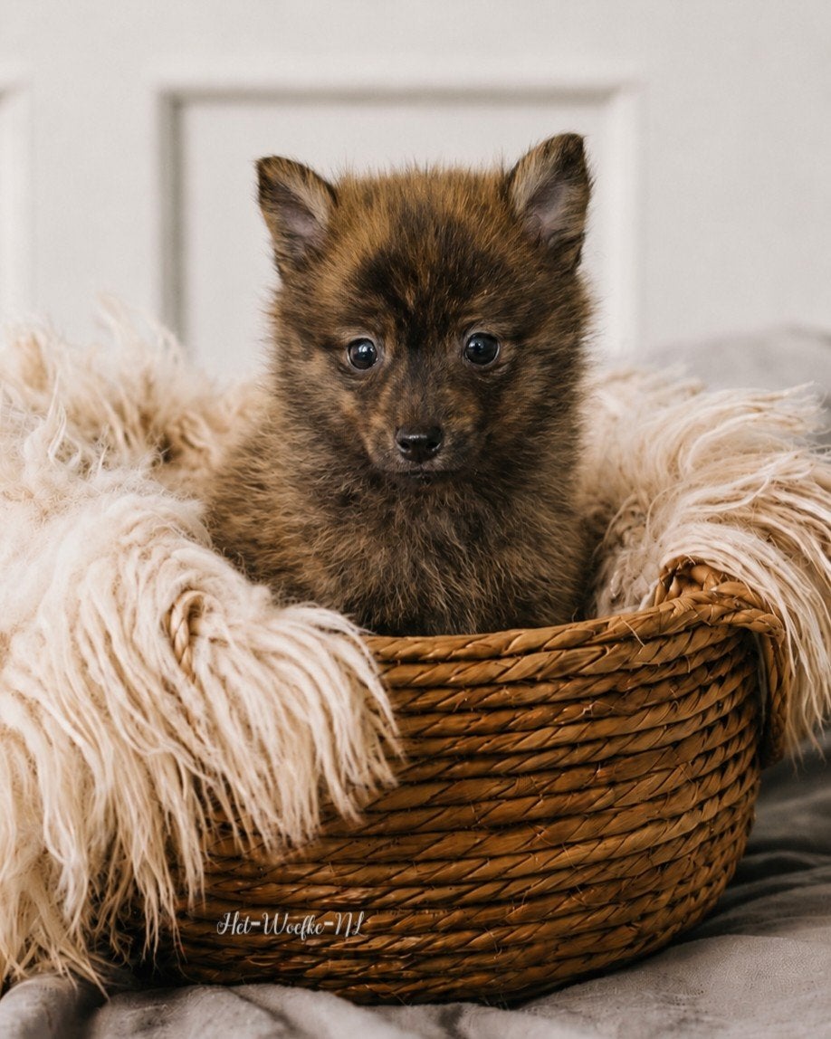 Mars💙 Brindle Pomsky puppy, 8 tot 15 weken, Eén hond, Nederland, Fokker | Hobbymatig