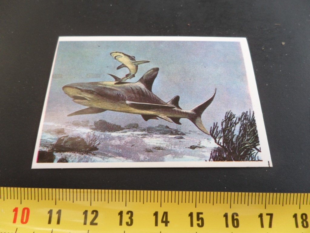 sticker strip dier #117 tijgerhaai, Ophalen of Verzenden, Zo goed als nieuw